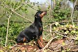 PINSCHER NAIN 131